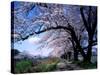 Row of Cherry Trees-null-Stretched Canvas