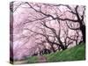 Row of Cherry Trees-null-Stretched Canvas