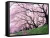 Row of Cherry Trees-null-Framed Stretched Canvas