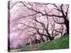 Row of Cherry Trees-null-Stretched Canvas