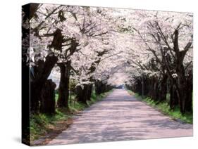 Row of Cherry Trees-null-Stretched Canvas