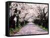 Row of Cherry Trees-null-Framed Stretched Canvas