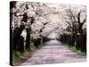 Row of Cherry Trees-null-Stretched Canvas