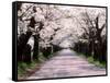 Row of Cherry Trees-null-Framed Stretched Canvas