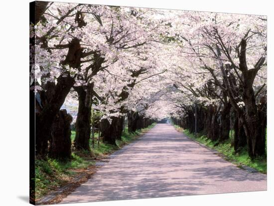 Row of Cherry Trees-null-Stretched Canvas