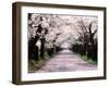 Row of Cherry Trees-null-Framed Premium Photographic Print