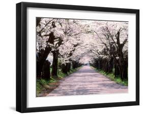 Row of Cherry Trees-null-Framed Premium Photographic Print