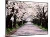 Row of Cherry Trees-null-Mounted Premium Photographic Print