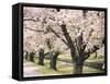 Row of Cherry Trees-null-Framed Stretched Canvas