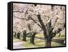 Row of Cherry Trees-null-Framed Stretched Canvas