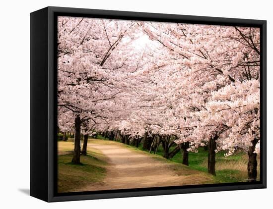 Row of Cherry Trees-null-Framed Stretched Canvas