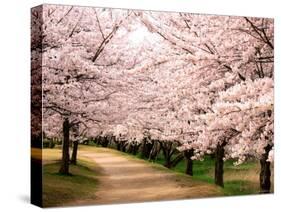 Row of Cherry Trees-null-Stretched Canvas