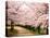 Row of Cherry Trees-null-Stretched Canvas