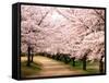 Row of Cherry Trees-null-Framed Stretched Canvas