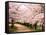 Row of Cherry Trees-null-Framed Stretched Canvas