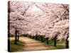 Row of Cherry Trees-null-Stretched Canvas