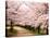 Row of Cherry Trees-null-Stretched Canvas