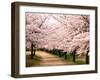 Row of Cherry Trees-null-Framed Premium Photographic Print