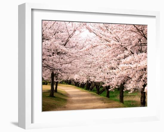 Row of Cherry Trees-null-Framed Premium Photographic Print