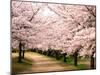 Row of Cherry Trees-null-Mounted Premium Photographic Print