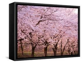 Row of Cherry Trees-null-Framed Stretched Canvas