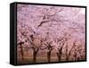 Row of Cherry Trees-null-Framed Stretched Canvas