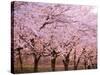 Row of Cherry Trees-null-Stretched Canvas