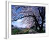 Row of Cherry Trees-null-Framed Photographic Print