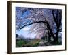 Row of Cherry Trees-null-Framed Photographic Print