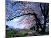 Row of Cherry Trees-null-Mounted Photographic Print