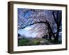 Row of Cherry Trees-null-Framed Photographic Print