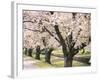 Row of Cherry Trees-null-Framed Photographic Print