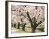 Row of Cherry Trees-null-Framed Photographic Print