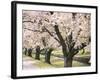 Row of Cherry Trees-null-Framed Photographic Print