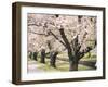 Row of Cherry Trees-null-Framed Photographic Print