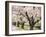 Row of Cherry Trees-null-Framed Photographic Print