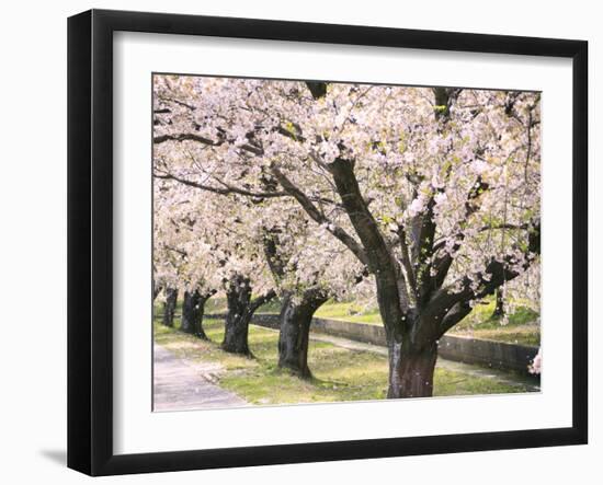 Row of Cherry Trees-null-Framed Photographic Print