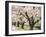 Row of Cherry Trees-null-Framed Photographic Print