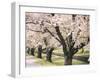 Row of Cherry Trees-null-Framed Photographic Print