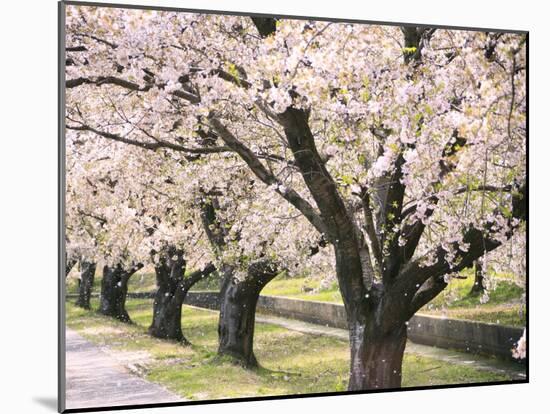 Row of Cherry Trees-null-Mounted Photographic Print