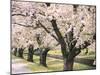 Row of Cherry Trees-null-Mounted Photographic Print