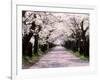 Row of Cherry Trees-null-Framed Photographic Print