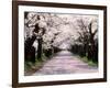 Row of Cherry Trees-null-Framed Photographic Print