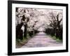 Row of Cherry Trees-null-Framed Photographic Print