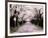 Row of Cherry Trees-null-Framed Photographic Print