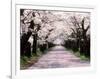 Row of Cherry Trees-null-Framed Photographic Print