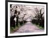 Row of Cherry Trees-null-Framed Photographic Print