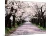 Row of Cherry Trees-null-Mounted Photographic Print