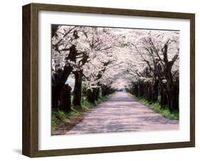 Row of Cherry Trees-null-Framed Photographic Print