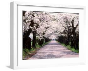 Row of Cherry Trees-null-Framed Photographic Print